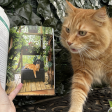 Indoor Cat - Book Hot on Sale