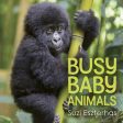 Busy Baby Animals Sale